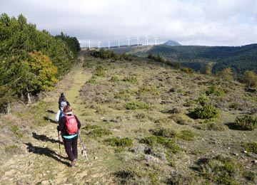 senderistas por una senda, a la izquierda pinos y al fondo molinos eólicos